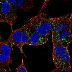 Invitrogen CACNG4 Polyclonal Antibody 100 &mu;L; Unconjugated:Antibodies,