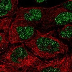 Invitrogen NAALAD2 Polyclonal Antibody 100 &mu;L; Unconjugated:Antibodies,