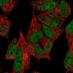 Invitrogen MPLKIP Polyclonal Antibody 100 &mu;L; Unconjugated:Antibodies,
