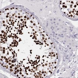 Invitrogen Histone H1T Polyclonal Antibody 100 &mu;L; Unconjugated:Antibodies,