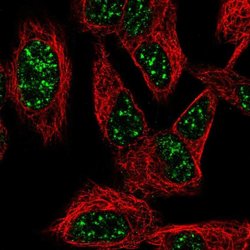 Invitrogen SNURF Polyclonal Antibody 100 &mu;L; Unconjugated:Antibodies,