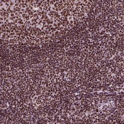 Invitrogen MTG16 Polyclonal Antibody 100 &mu;L; Unconjugated:Antibodies,