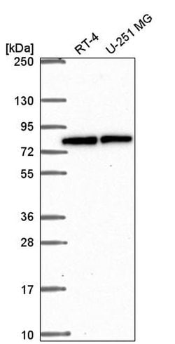 Invitrogen MTG16 Polyclonal Antibody 100 &mu;L; Unconjugated:Antibodies,