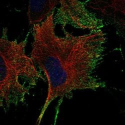 Invitrogen NTNG1 Polyclonal Antibody 100 &mu;L; Unconjugated:Antibodies,