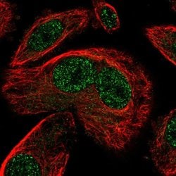 Invitrogen SNAPC3 Polyclonal Antibody 100 &mu;L; Unconjugated:Antibodies,