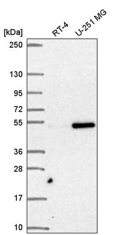 Invitrogen SNAPC3 Polyclonal Antibody 100 &mu;L; Unconjugated:Antibodies,
