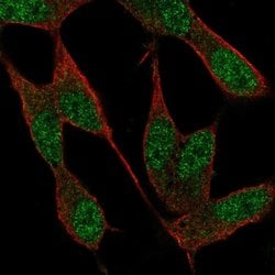 Invitrogen NAF1 Polyclonal Antibody 100 &mu;L; Unconjugated:Antibodies,