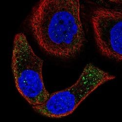 SPON2 Polyclonal Antibody:Antibodies, Polyclonal