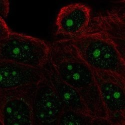 Invitrogen FAM133A Polyclonal Antibody 100 &mu;L; Unconjugated:Antibodies,