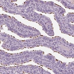 Invitrogen PACRG Polyclonal Antibody 100 &mu;L; Unconjugated:Antibodies,