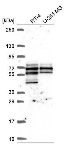 Invitrogen SPATS2L Polyclonal Antibody 100 &mu;L; Unconjugated:Antibodies,