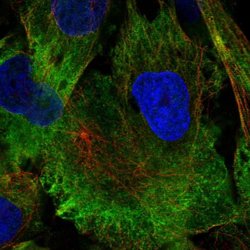 Invitrogen MAP1A Polyclonal Antibody 100 &mu;L; Unconjugated:Antibodies,