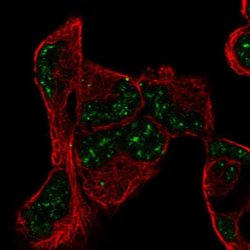 Invitrogen PNRC1 Polyclonal Antibody 100 &mu;L; Unconjugated:Antibodies,