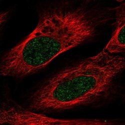 Invitrogen VSIG10L Polyclonal Antibody 100 &mu;L; Unconjugated:Antibodies,