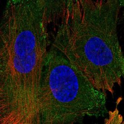Invitrogen EHD1 Polyclonal Antibody 100 &mu;L; Unconjugated:Antibodies,