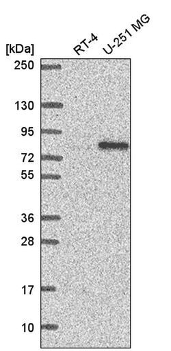 Invitrogen RC74 Polyclonal Antibody 100 &mu;L; Unconjugated:Antibodies,