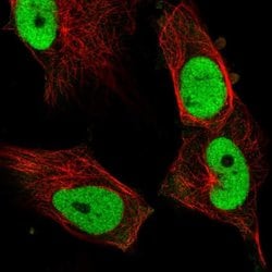 Invitrogen Fra1 Polyclonal Antibody 100 &mu;L; Unconjugated:Antibodies,