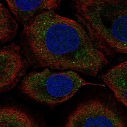 UPF2 Polyclonal Antibody:Antibodies, Polyclonal