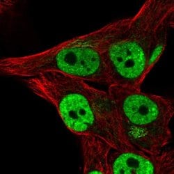 Invitrogen THAP3 Polyclonal Antibody 100 &mu;L; Unconjugated:Antibodies,