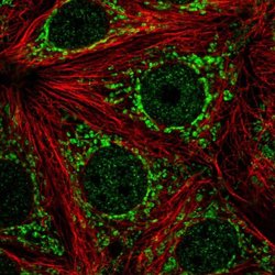 Invitrogen ATP5J2 Polyclonal Antibody 100 &mu;L; Unconjugated:Antibodies,
