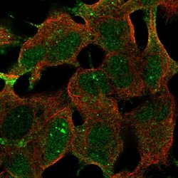Invitrogen FAM163B Polyclonal Antibody 100 &mu;L; Unconjugated:Antibodies,