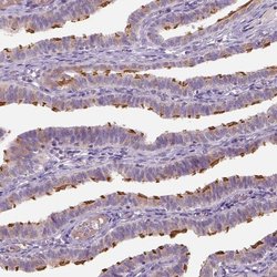 IFT52 Polyclonal Antibody, Invitrogen&trade; 100 &mu;L; Unconjugated 