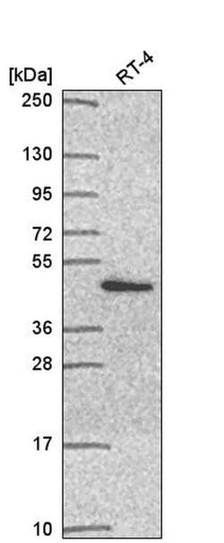 Invitrogen PSMD11 Polyclonal Antibody 100 &mu;L; Unconjugated:Antibodies,