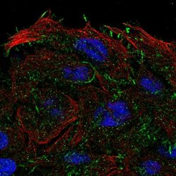 Invitrogen OXGR1 Polyclonal Antibody 100 &mu;L; Unconjugated:Antibodies,