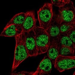 Invitrogen SEC14L6 Polyclonal Antibody 100 &mu;L; Unconjugated:Anticuerpos