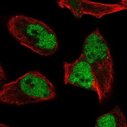 Invitrogen hnRNP UL2 Polyclonal Antibody 100 &mu;L; Unconjugated:Antibodies,