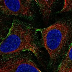 Invitrogen EHD1 Polyclonal Antibody 100 &mu;L; Unconjugated:Antibodies,
