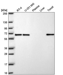 Invitrogen EHD1 Polyclonal Antibody 100 &mu;L; Unconjugated:Antibodies,