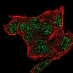 Invitrogen SNRPG Polyclonal Antibody 100 &mu;L; Unconjugated:Antibodies,