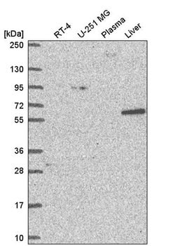 Invitrogen NCAPH2 Polyclonal Antibody 100 &mu;L; Unconjugated:Antibodies,