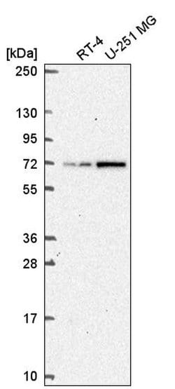 Invitrogen TAF5L Polyclonal Antibody 100 &mu;L; Unconjugated:Antibodies,