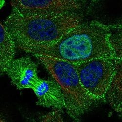 Invitrogen KDF1 Polyclonal Antibody 100 &mu;L; Unconjugated:Antibodies,