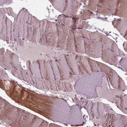 Invitrogen&trade;&nbsp;MIB2 Polyclonal Antibody