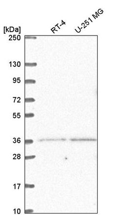 Invitrogen LDB2 Polyclonal Antibody 100 &mu;L; Unconjugated:Antibodies,