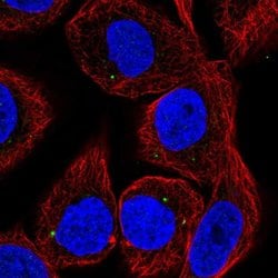 Invitrogen CYP27C1 Polyclonal Antibody 100 &mu;L; Unconjugated:Antibodies,