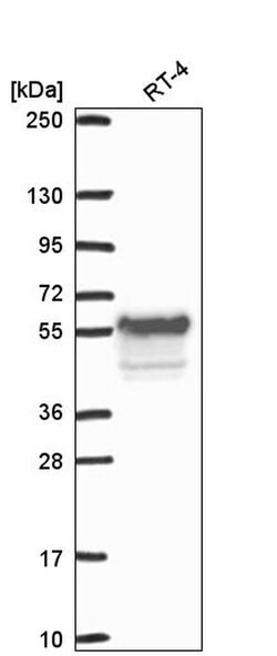 WEE1 Polyclonal Antibody:Antibodies, Polyclonal