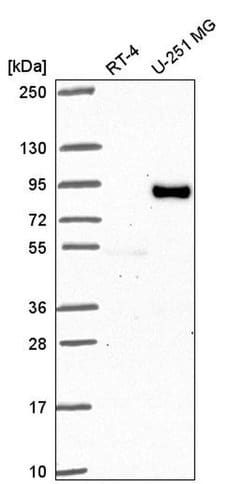 FIG4 Polyclonal Antibody, Invitrogen 100 &mu;L | Buy Online | Invitrogen | Fisher Scientific