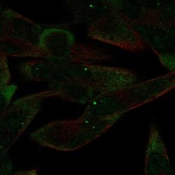 Invitrogen Argonaute 4 Polyclonal Antibody 100 &mu;L; Unconjugated:Antibodies,