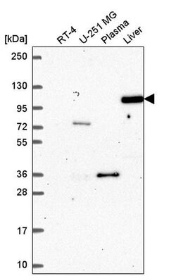 Invitrogen Argonaute 4 Polyclonal Antibody 100 &mu;L; Unconjugated:Antibodies,