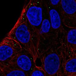 Invitrogen ST3GAL5 Polyclonal Antibody 100 &mu;L; Unconjugated:Antibodies,