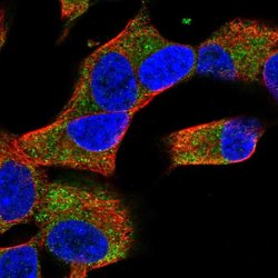 Invitrogen COQ10A Polyclonal Antibody 100 &mu;L; Unconjugated:Antibodies,