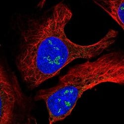 Invitrogen TMEM50B Polyclonal Antibody 100 &mu;L; Unconjugated:Antibodies,