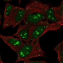 Invitrogen CNTNAP5 Polyclonal Antibody 100 &mu;L; Unconjugated:Antibodies,