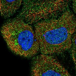 Invitrogen DAGLB Polyclonal Antibody 100 &mu;L; Unconjugated:Antibodies,