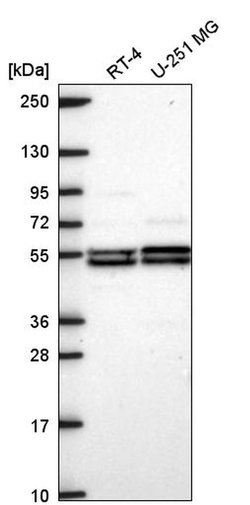 Invitrogen DAGLB Polyclonal Antibody 100 &mu;L; Unconjugated:Antibodies,