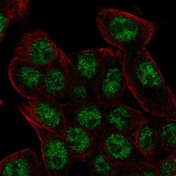 REV3L Polyclonal Antibody:Antibodies, Polyclonal